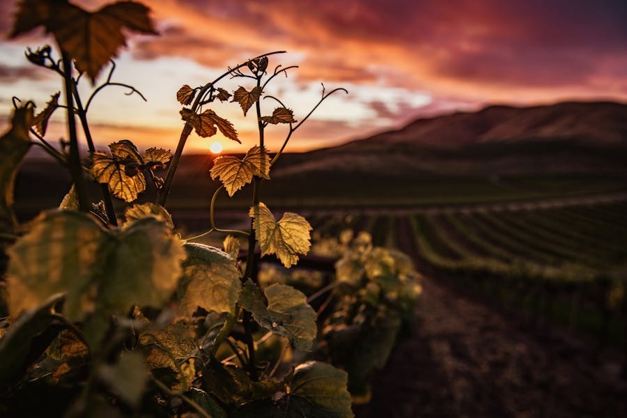 Green leaves on a vineyard in California.